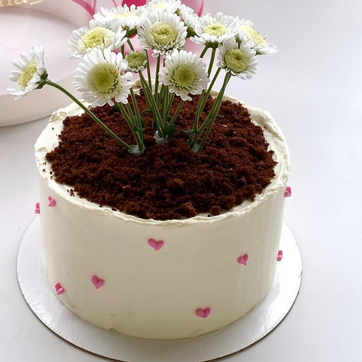 A white bento-style cake shaped like a flower pot with dark chocolate soil, fresh white daisies, and small pink piped hearts.