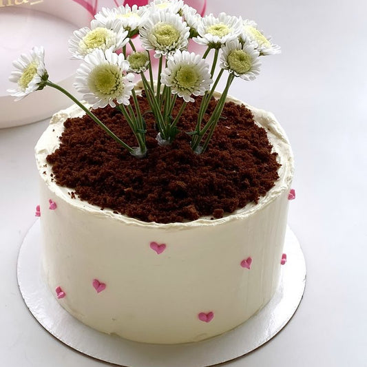 A white bento-style cake shaped like a flower pot with dark chocolate soil, fresh white daisies, and small pink piped hearts.